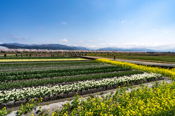 富山県のさくらの名所・あさひ舟川「春の四重奏」
