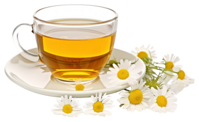 PNG  Chamomile tea saucer flower plant
