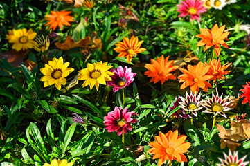 Gazania (African Daisy)