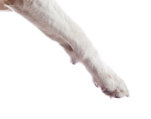 Paw of a dog  isolated on white .