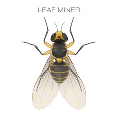 Leaf miner is pest of many crops