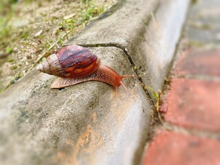 Snail
