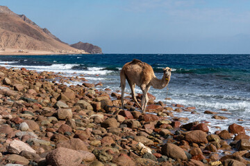Camel baby on sea beeach of Abu Galoum National Park. Sinai, Egypt