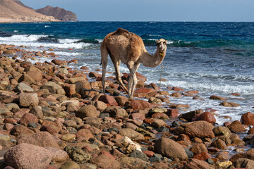 Sinai, Egypt, Camel in Ras Mohammed National Park.
