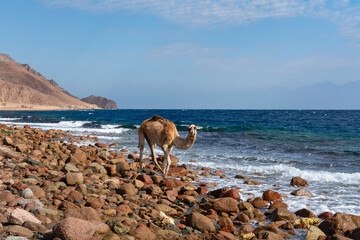 Camel baby on sea beeach of Abu Galoum National Park. Sinai, Egypt