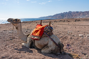 Camel laying on Red sea sand beach in Abu Galoum national park, Egypt
