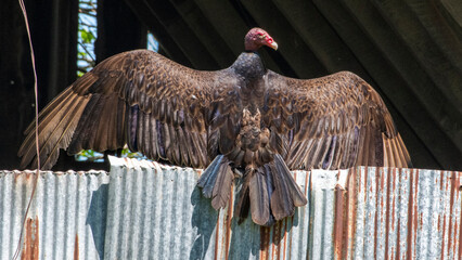Vulture drying it wings in the sun