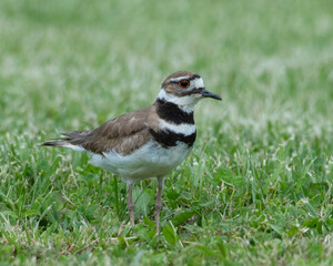 killdeer standing in the grass