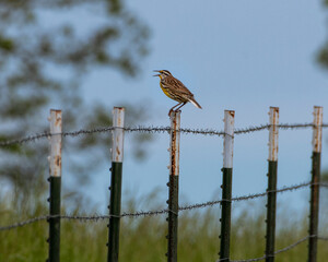 Eastern Meadowlark on t-post fence post
