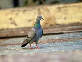 pigeon bird on the roof top