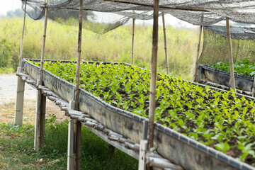 Young plants in greenhouse nursery