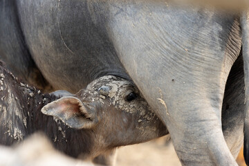 Close-up of water buffalo calf nursing
