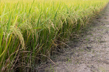 Verdant rice field ready for harvest