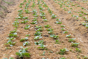 Young cabbage plants in organic farm field