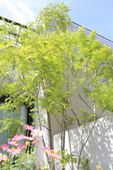 日本の住宅　植栽と玄関周辺