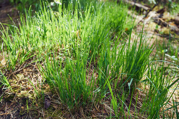 trawa, łąka  © Marcin Łazarczyk