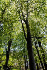 新緑のブナ林