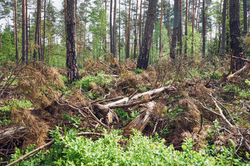 wycinka drzew  © Marcin Łazarczyk