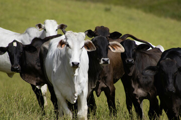 Cows 2