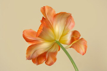 Bright yellow-orange tulip flower  isolated on beige background.