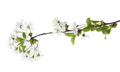 Fototapeta premium Spring branch with beautiful blossoms and leaves isolated on white