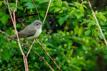 Warbling Vireo