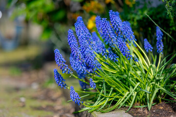Selective focus of blue flower Grape hyacinth (Druifhyacint) in the garden, Muscari is a genus of perennial bulbous plants, Common name for the genus is grape hyacinth, Nature floral background. - Powered by Adobe