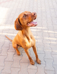 Portrait of a Hungarian Vizsla (Magyar Vizsla).