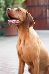 Portrait of a Hungarian Vizsla (Magyar Vizsla).