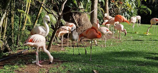 Flamingos or flamingoes are a type of wading bird in the family Phoenicopteridae, which is the only extant family in the order Phoenicopteriformes. There are four flamingo species distributed througho