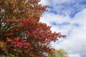Colorful Autumn leaves