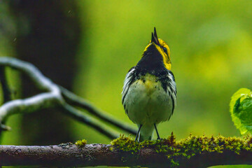 Black-throated Green Warbler