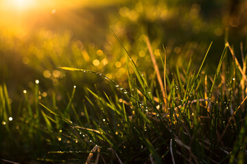 green grass is wet after rain in the setting sun. space for text