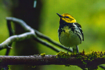 Black-throated Green Warbler
