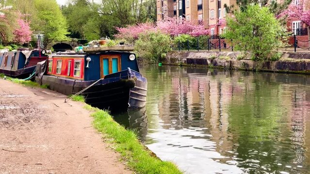 Beautiful pink blooming trees lining a residential area along the tranquil canal in Apsley, creating a picturesque spring scene in Hertfordshire countryside, England, United Kingdom. High quality 4k