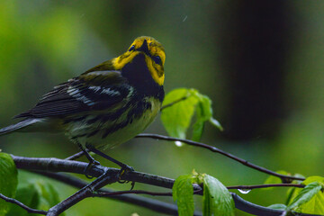 Black-throated Green Warbler