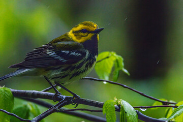 Black-throated Green Warbler