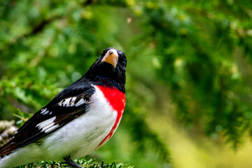 Rose Breasted Grosbeak