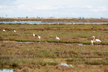 flamingo birds walk on the dam of the river - 807001444