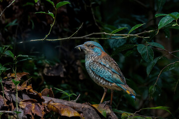 a colorful bird, beautiful wild birds, a bird is standing on a branch with leaves and a blurry background.