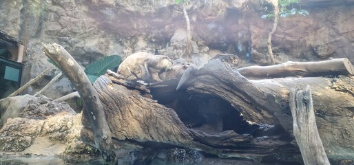 Enhydra lutris sea otter is a marine mammal native to the coasts of the northern and eastern North Pacific Ocean here in loro parc tenerife