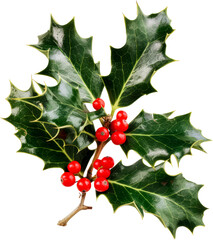 Holly leaves with bright red berries cut out on transparent background