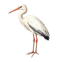 Fototapeta premium PNG Stork animal bird ciconiiformes.