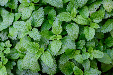 Many fresh green leaves of Lemon balm (Melissa officinalis) plant in direct sunlight, in a herbs...