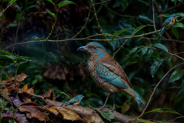 a colorful bird, beautiful wild birds, a bird is standing on a branch with leaves and a blurry background.