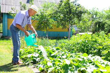 Senior farmer is watering vegetables in the garden - 807002482