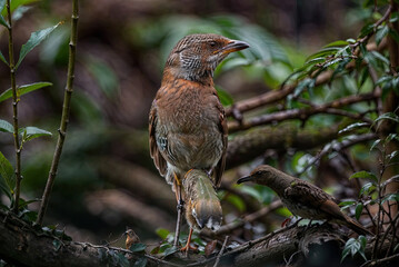 a colorful bird, beautiful wild birds, a bird is standing on a branch with leaves and a blurry background.