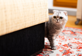 Inquisitive young gray scottish fold cat