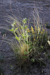herbs and flowers in nature
