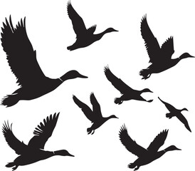 Obraz premium Duck silhouette isolated on white background. Duck logo.